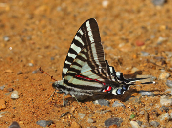 Zebra Swallowtail - Spring form